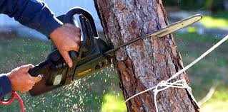 Best Tree Cabling and Bracing  in Robinson, TX