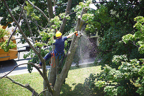 How Our Tree Care Process Works  in  Robinson, TX